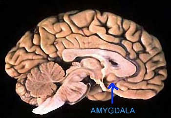 Амигдала - структура, разположена дълбоко в мозъка и за която вече се знае, че играе важна роля в управлението на социалното поведение на човека...