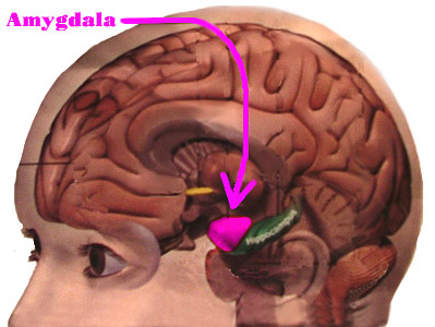 Click Your Amygdala Forward - Light Minded People